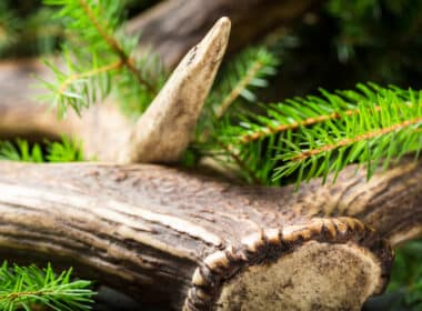 lieu pour trouver bois de cerf